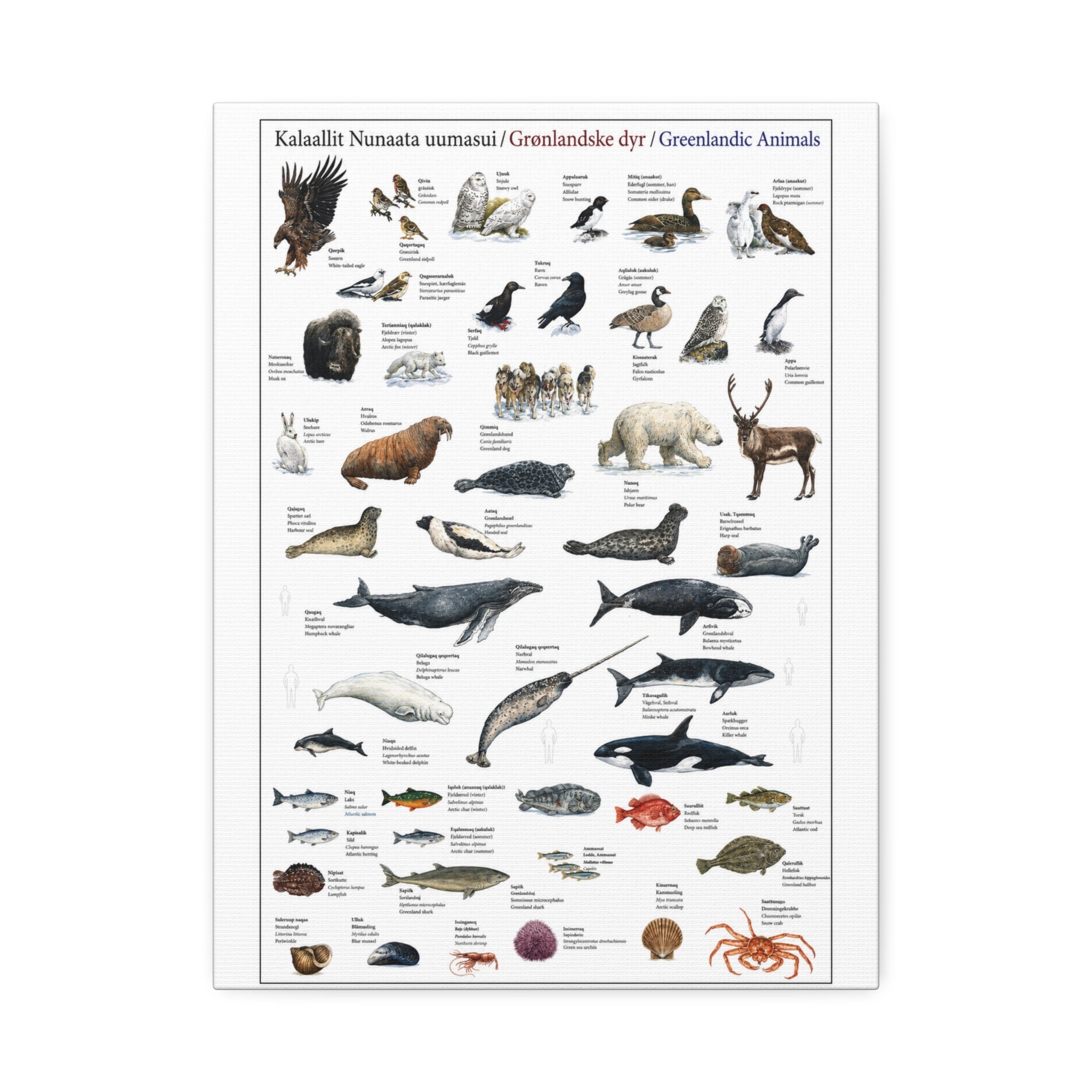 Greenlandic Animals Identification Chart Poster and Canvas