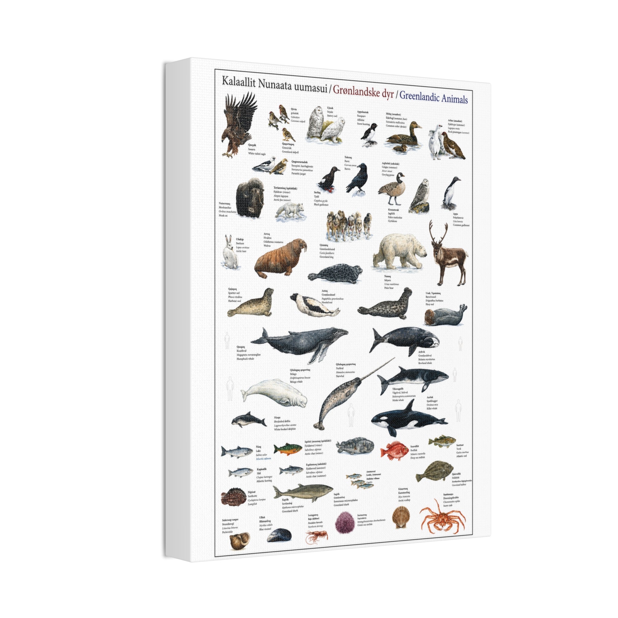 Greenlandic Animals Identification Chart Poster and Canvas