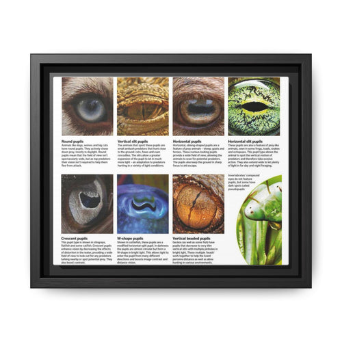 Guide To Animal Pupil Shapes Poster, Eye Anatomy Guide Horizontal Poster