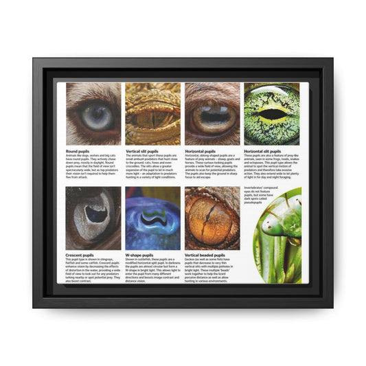 Guide To Animal Pupil Shapes Poster, Eye Anatomy Guide Horizontal Poster