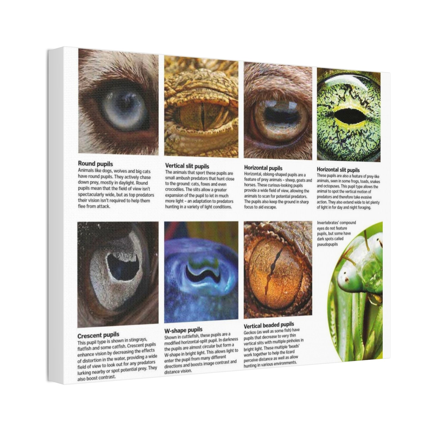 Guide To Animal Pupil Shapes Poster, Eye Anatomy Guide Horizontal Poster