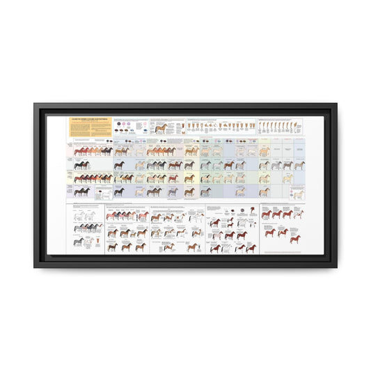 Guide To Horse Colors And Patterns Poster, Horse Color And Pattern Identification Horizontal Poster