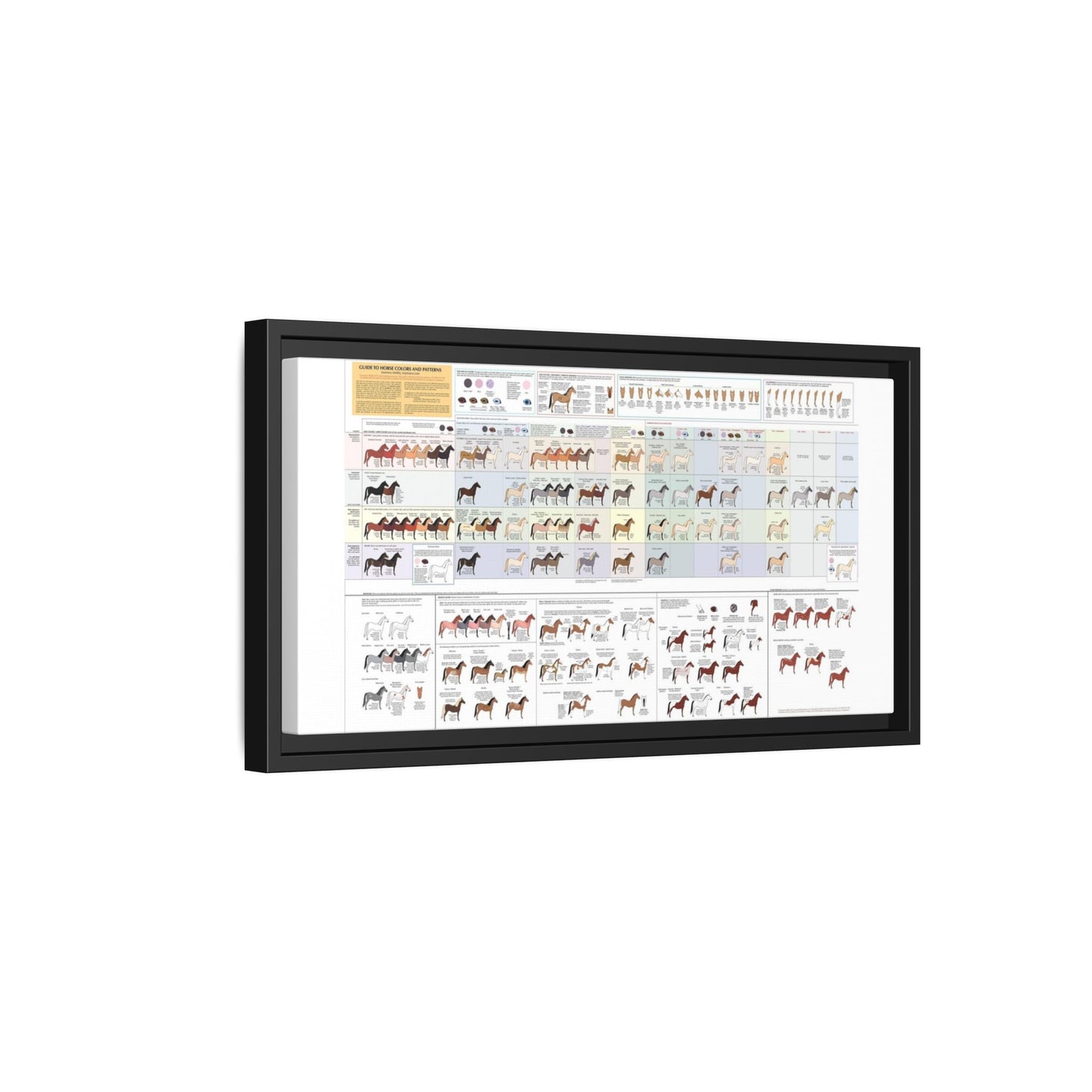 Guide To Horse Colors And Patterns Poster, Horse Color And Pattern Identification Horizontal Poster