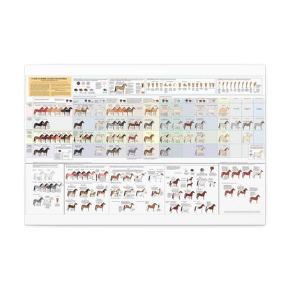 Guide To Horse Colors And Patterns Poster, Horse Color And Pattern Identification Horizontal Poster