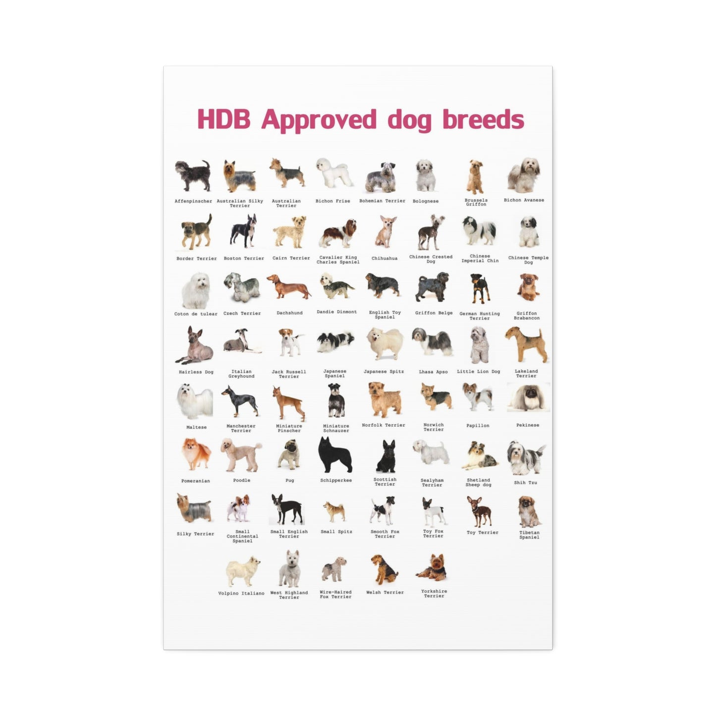 HDB Approved Dog Breeds Poster, Dog Breeds Identification Guide Vertical Poster
