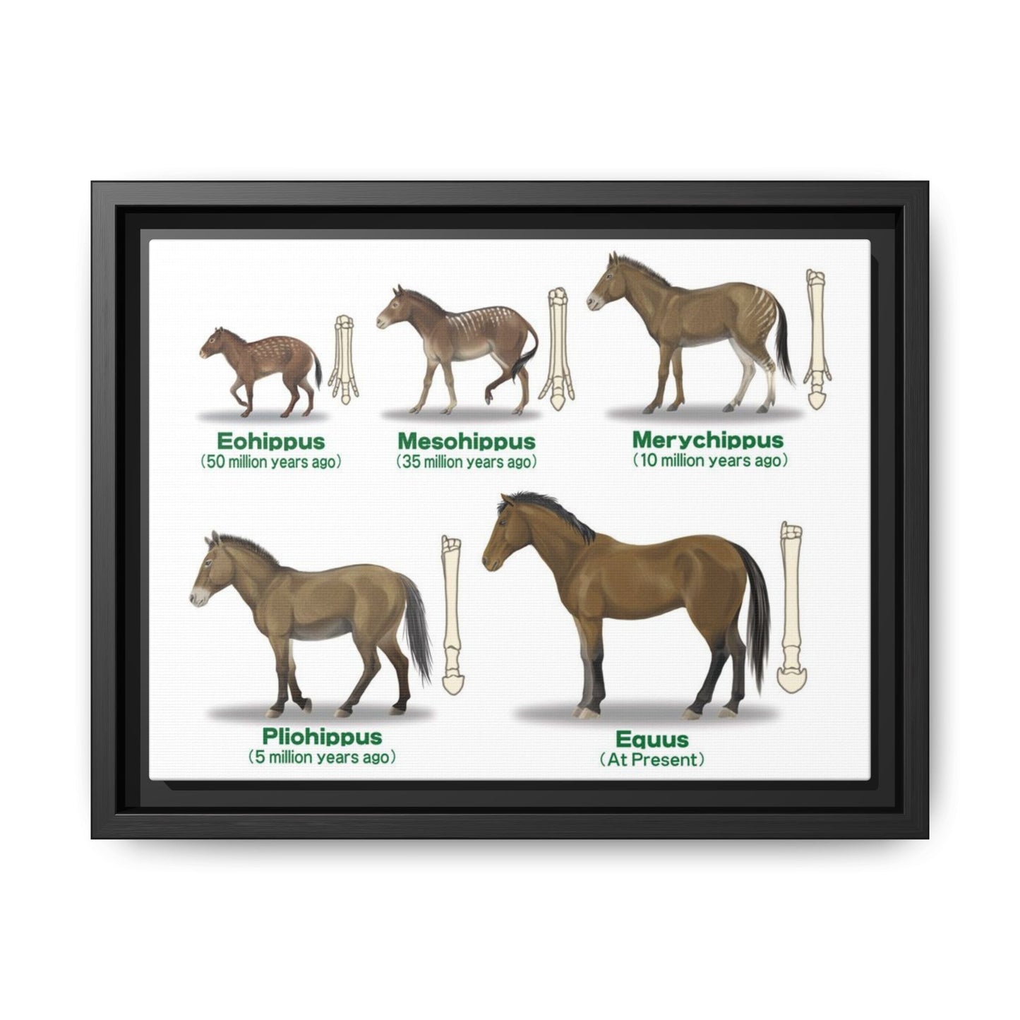 Horse Evolution Guide Poster, Evolution Of Horses Timeline Vertical Poster