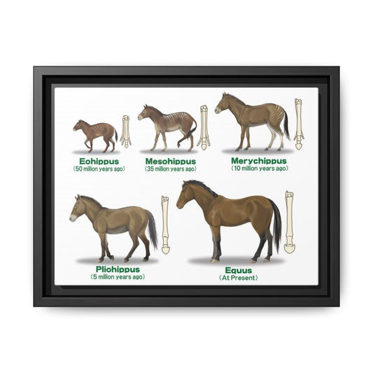 Horse Evolution Guide Poster, Evolution Of Horses Timeline Vertical Poster