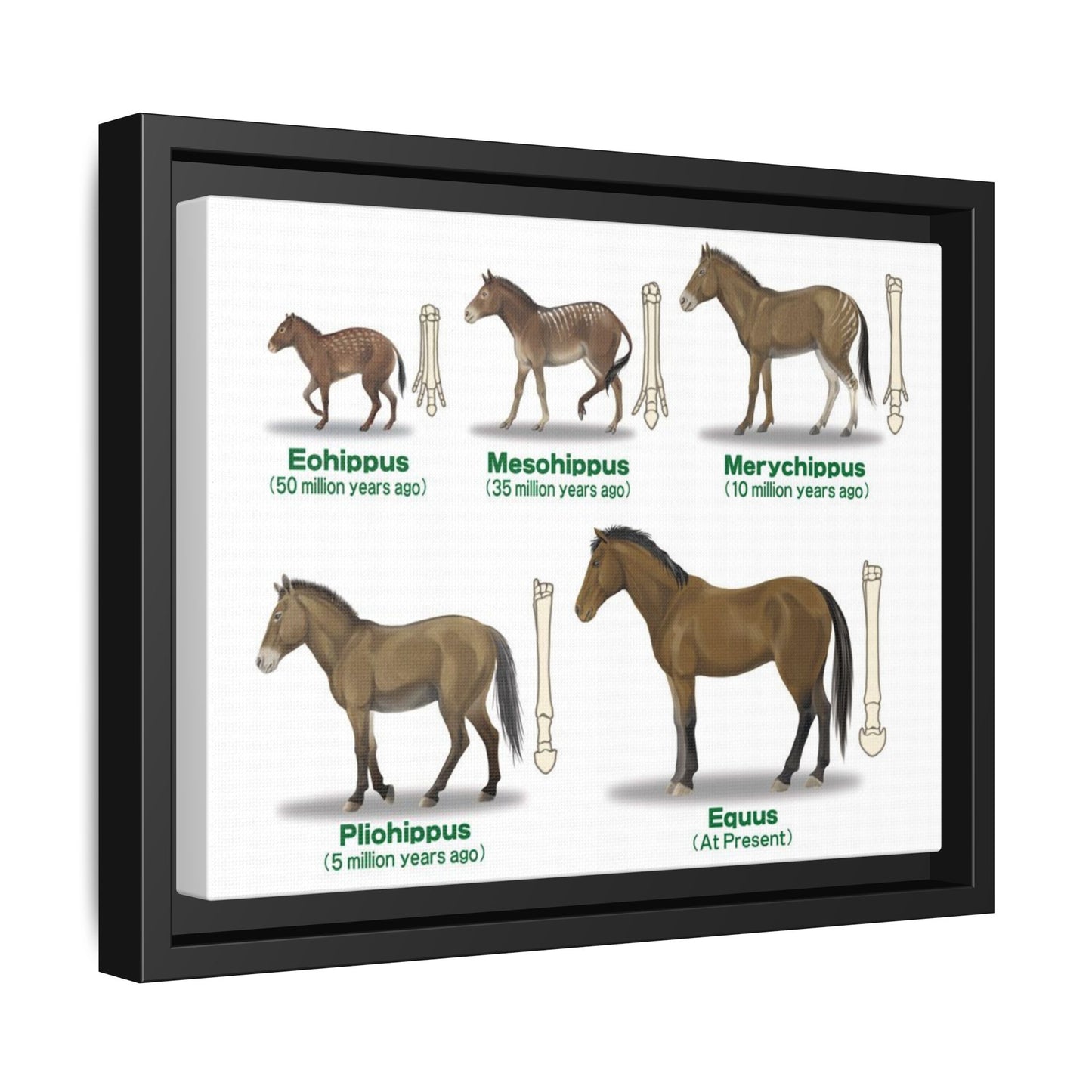 Horse Evolution Guide Poster, Evolution Of Horses Timeline Vertical Poster