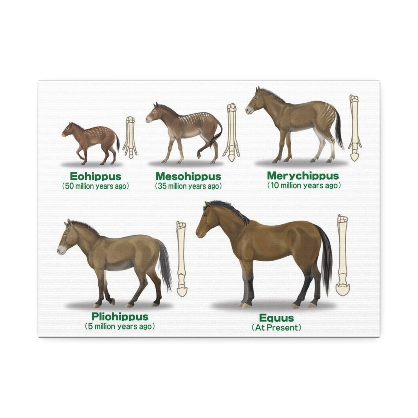 Horse Evolution Guide Poster, Evolution Of Horses Timeline Vertical Poster