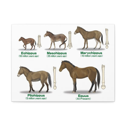 Horse Evolution Guide Poster, Evolution Of Horses Timeline Vertical Poster