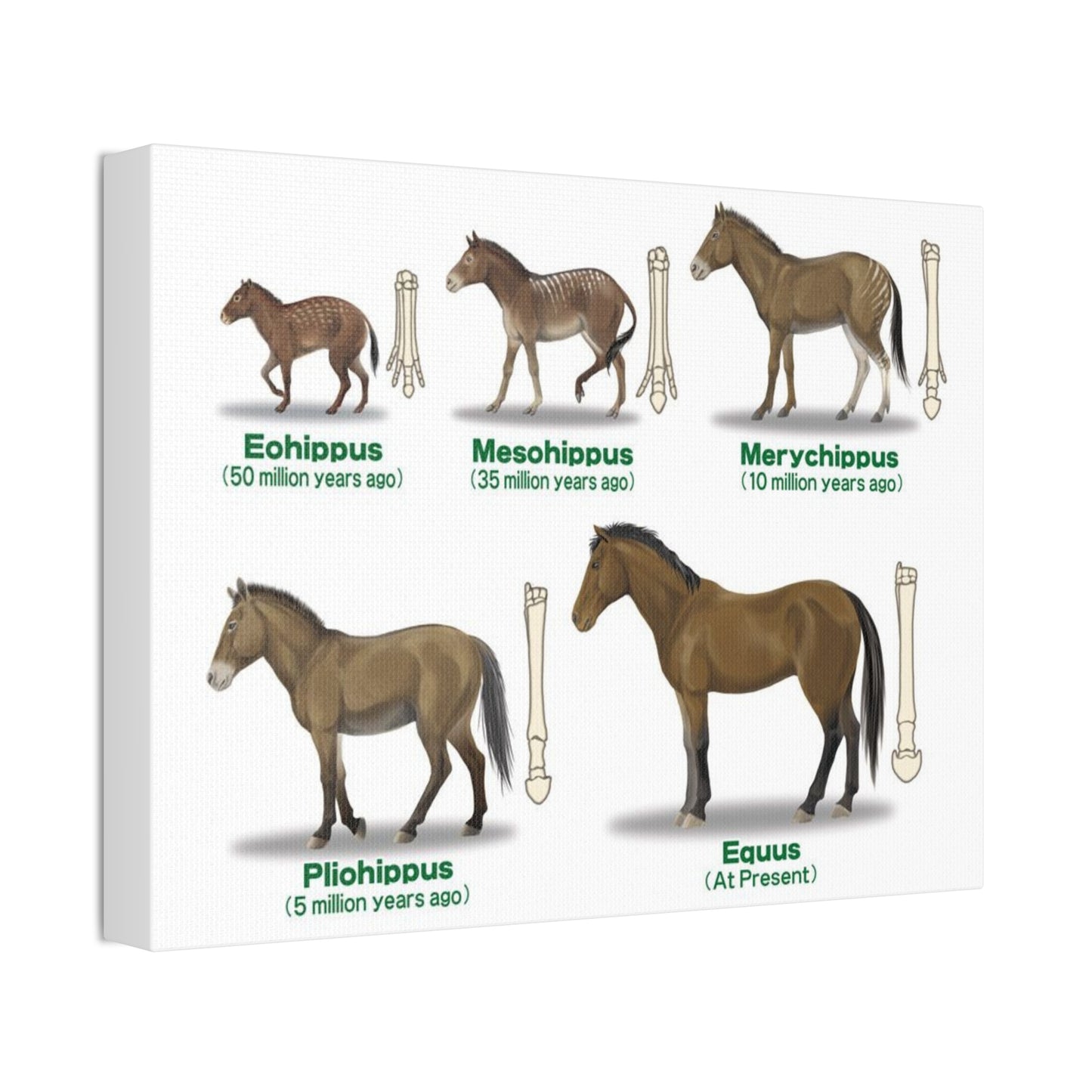 Horse Evolution Guide Poster, Evolution Of Horses Timeline Vertical Poster