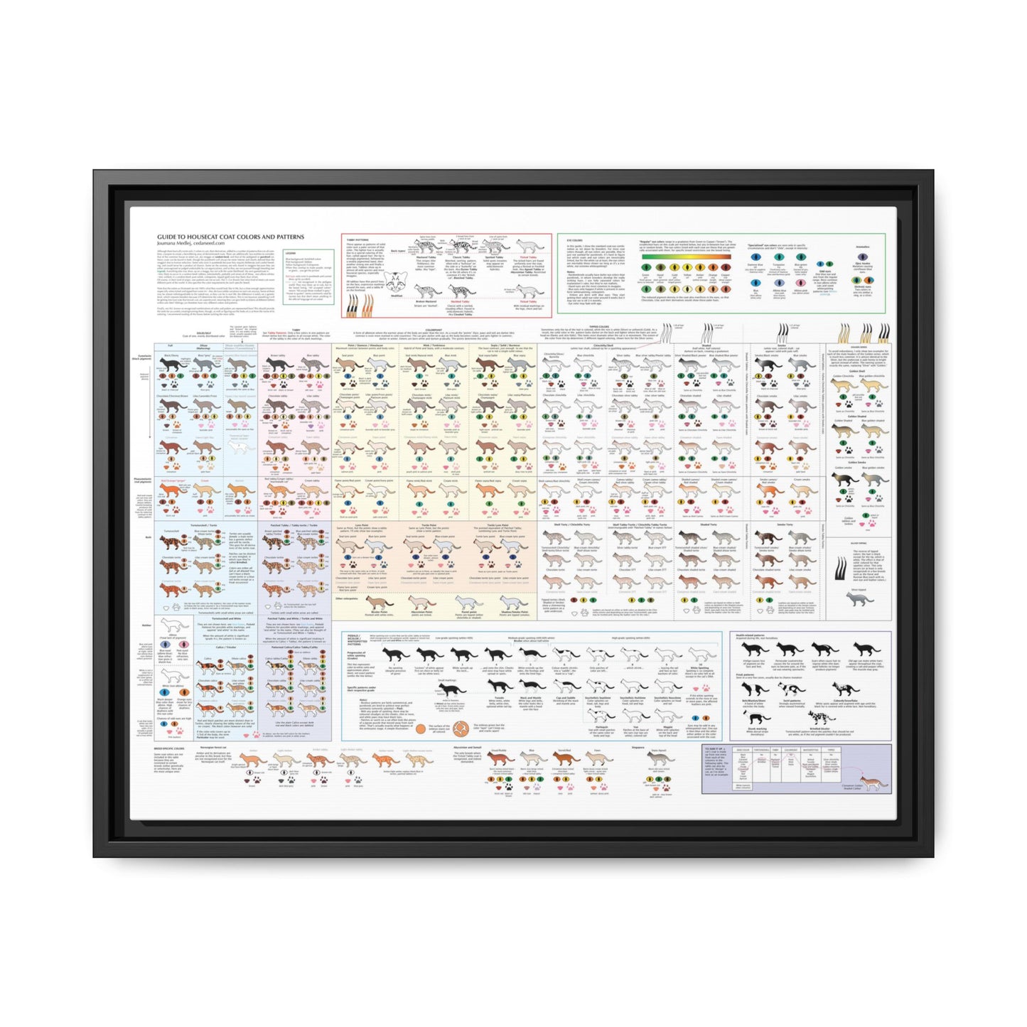 Housecat Coat Colors & Patterns Guide Poster, Cat Coat Color Identification Horizontal Poster