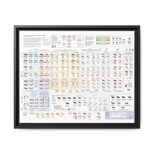 Housecat Coat Colors & Patterns Guide Poster, Cat Coat Color Identification Horizontal Poster