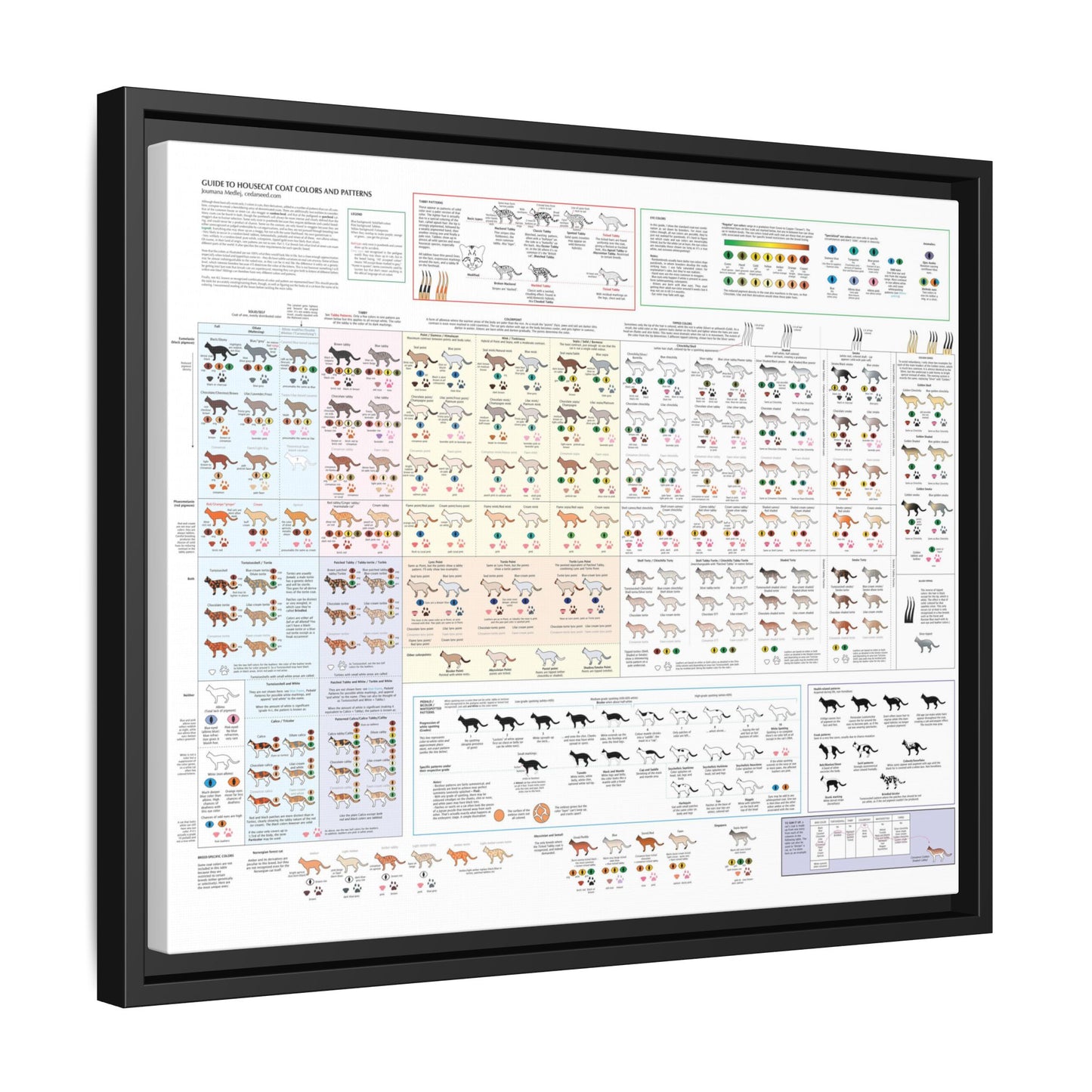 Housecat Coat Colors & Patterns Guide Poster, Cat Coat Color Identification Horizontal Poster