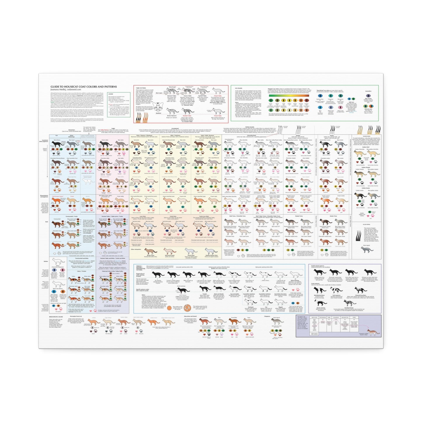 Housecat Coat Colors & Patterns Guide Poster, Cat Coat Color Identification Horizontal Poster
