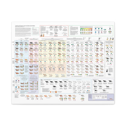 Housecat Coat Colors & Patterns Guide Poster, Cat Coat Color Identification Horizontal Poster