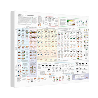 Housecat Coat Colors & Patterns Guide Poster, Cat Coat Color Identification Horizontal Poster