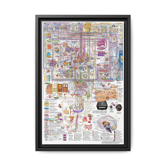 How The Brain Works Poster, Neuroscience And Brain Anatomy Guide Vertical Poster
