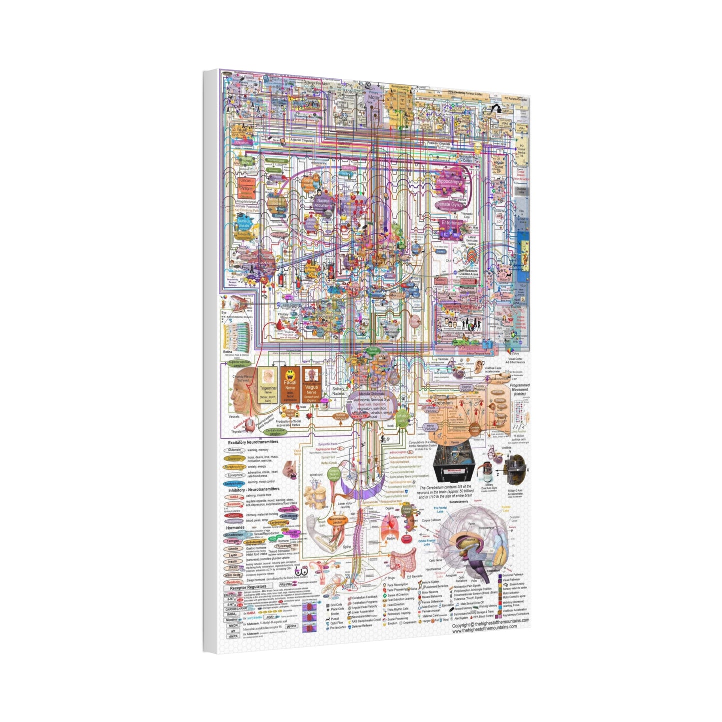 How The Brain Works Poster, Neuroscience And Brain Anatomy Guide Vertical Poster