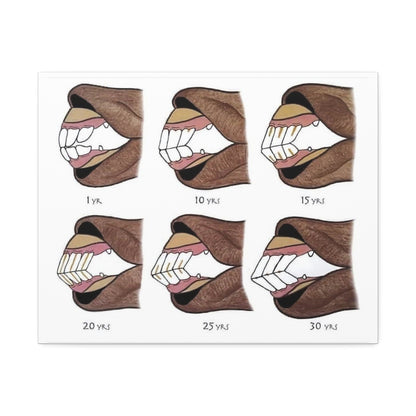 How To Tell A Horse’s Age Poster, Horse Teeth Aging Guide Horizontal Poster