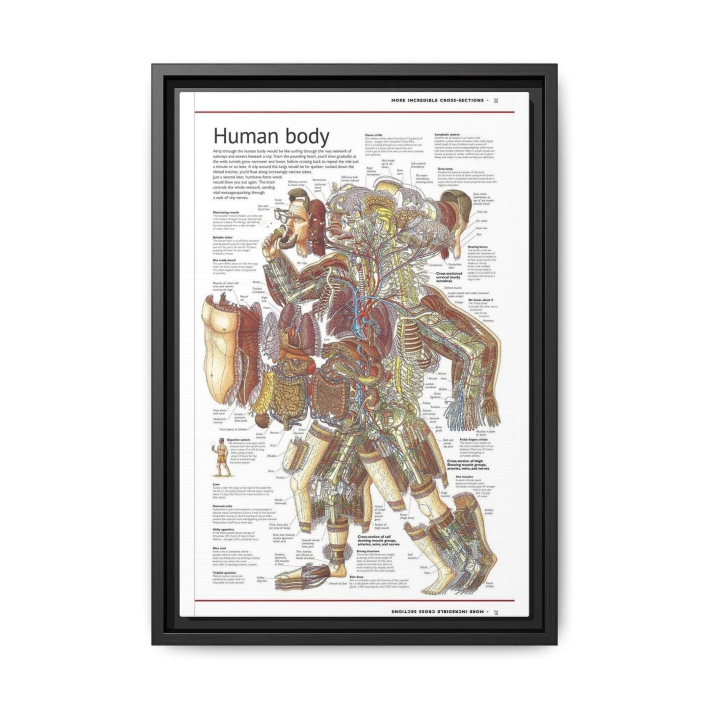 Human Body Anatomy Guide Poster, Human Anatomy Cross Section Vertical Poster