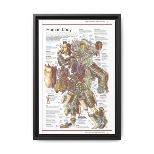 Human Body Anatomy Guide Poster, Human Anatomy Cross Section Vertical Poster