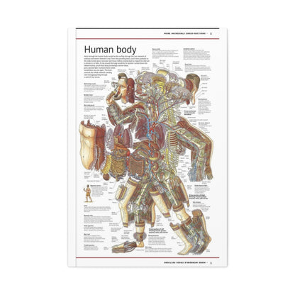 Human Body Anatomy Guide Poster, Human Anatomy Cross Section Vertical Poster