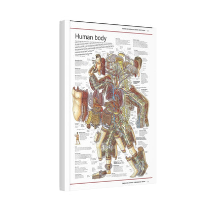 Human Body Anatomy Guide Poster, Human Anatomy Cross Section Vertical Poster