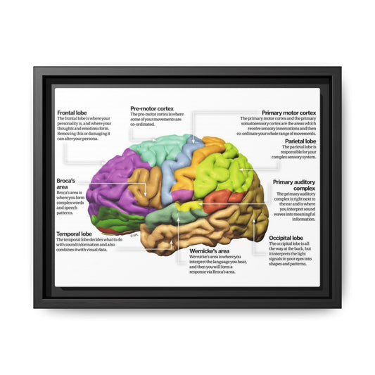 Human Brain Anatomy Poster, Brain Functions And Lobes Chart Vertical Poster