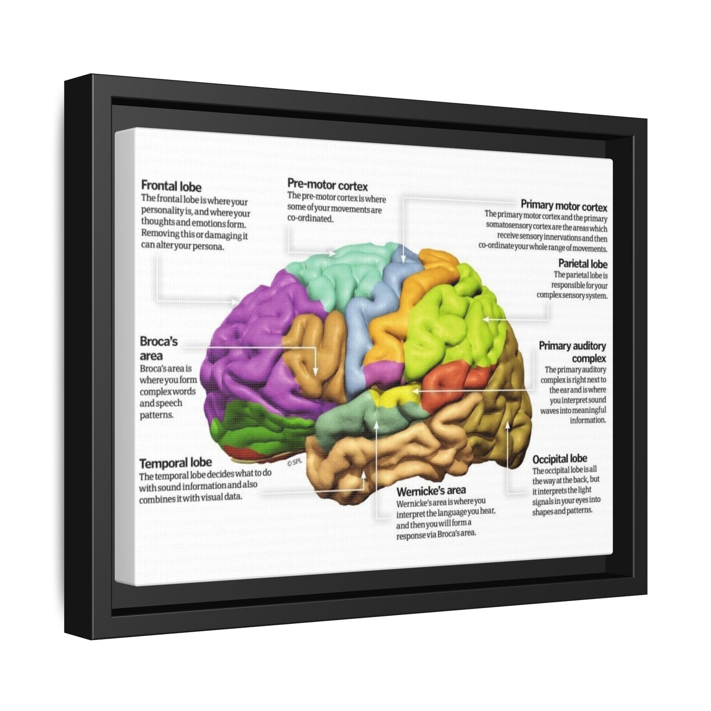 Human Brain Anatomy Poster, Brain Functions And Lobes Chart Vertical Poster