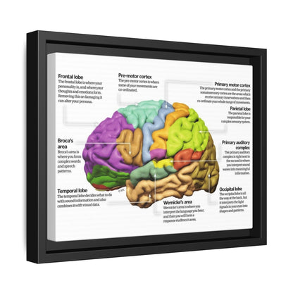 Human Brain Anatomy Poster, Brain Functions And Lobes Chart Vertical Poster