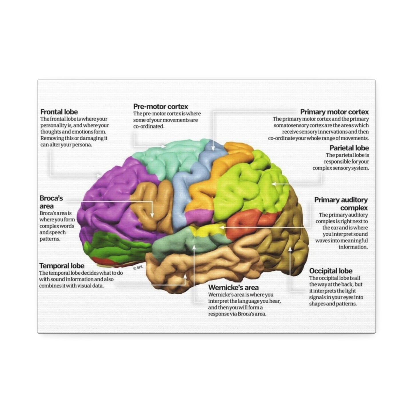 Human Brain Anatomy Poster, Brain Functions And Lobes Chart Vertical Poster
