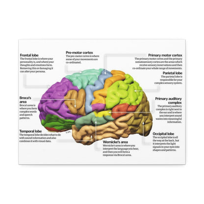 Human Brain Anatomy Poster, Brain Functions And Lobes Chart Vertical Poster