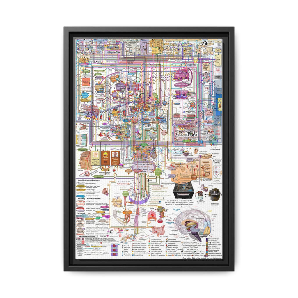 Human Brain Function Poster, Comprehensive Brain Anatomy and Neural Pathways Chart, Neuroscience Educational Canvas Print