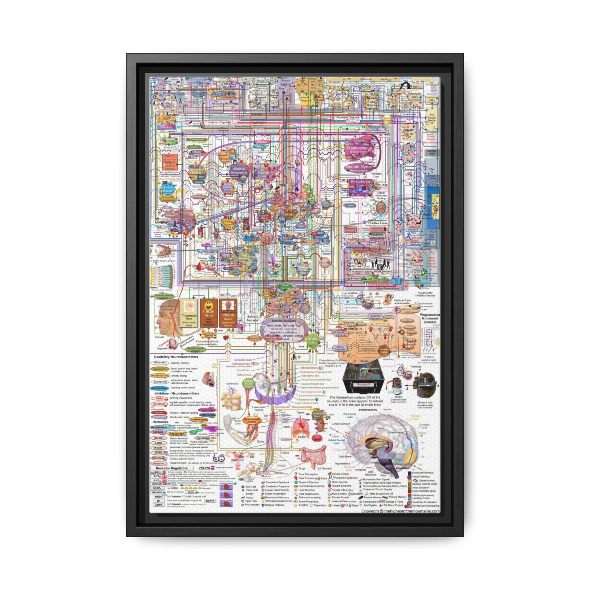 Human Brain Function Poster, Comprehensive Brain Anatomy and Neural Pathways Chart, Neuroscience Educational Canvas Print