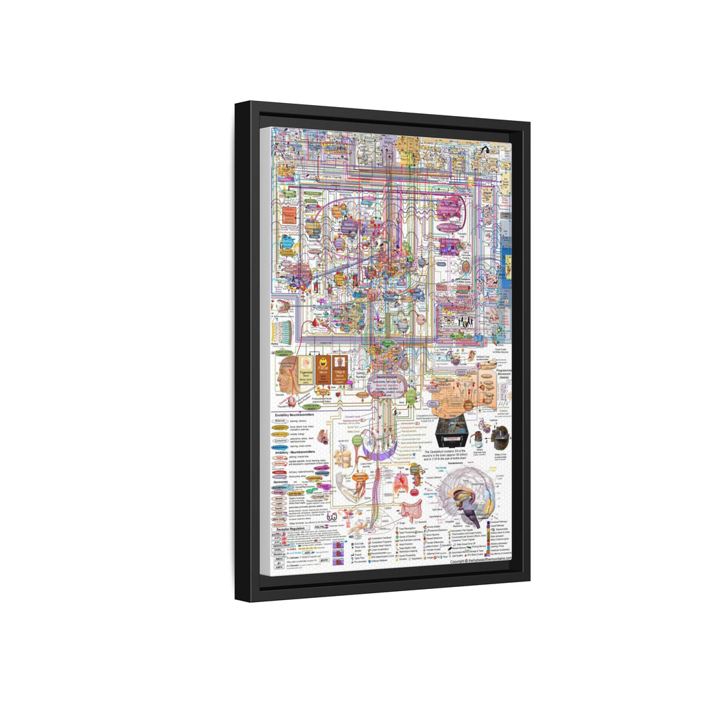 Human Brain Function Poster, Comprehensive Brain Anatomy and Neural Pathways Chart, Neuroscience Educational Canvas Print