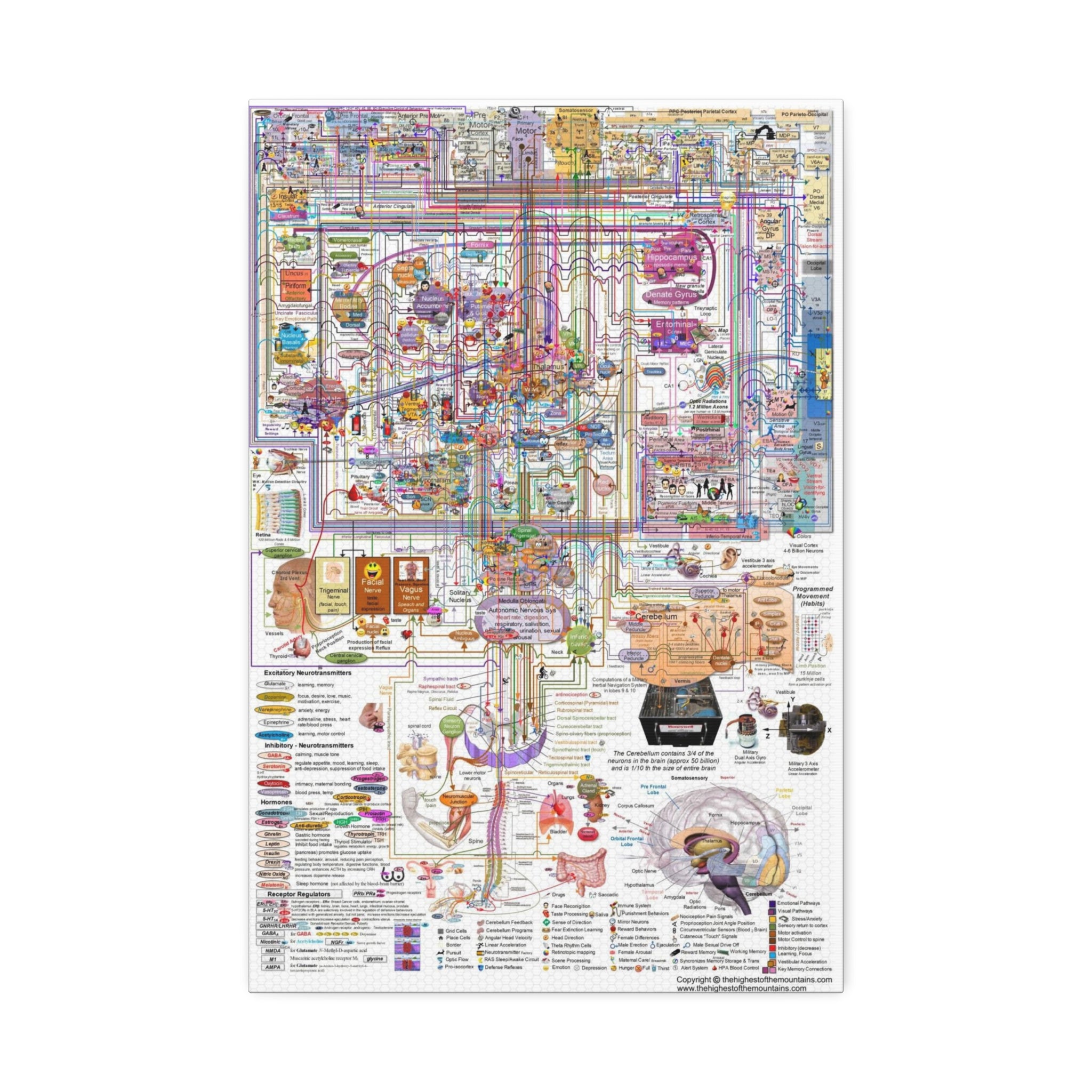 Human Brain Function Poster, Comprehensive Brain Anatomy and Neural Pathways Chart, Neuroscience Educational Canvas Print
