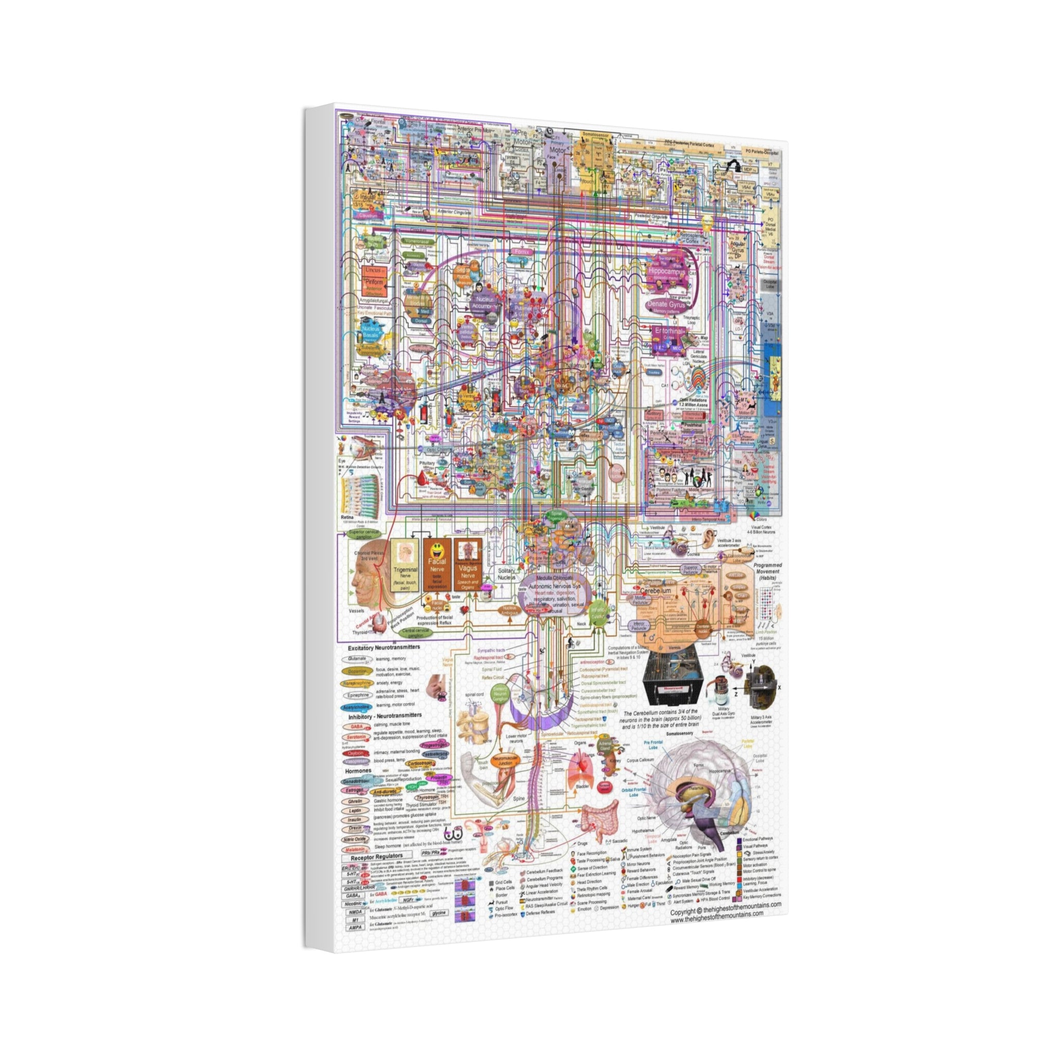 Human Brain Function Poster, Comprehensive Brain Anatomy and Neural Pathways Chart, Neuroscience Educational Canvas Print
