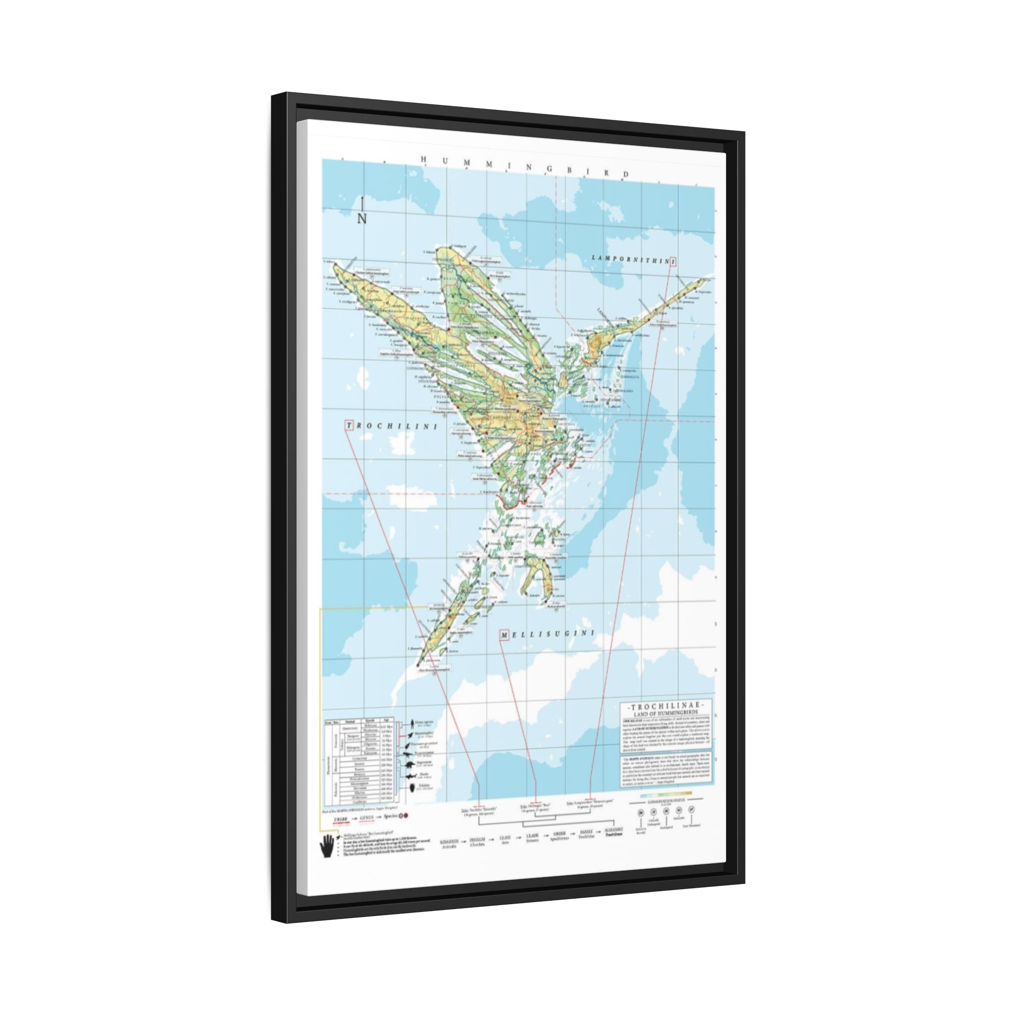 Hummingbird Family Tree Map Poster, Trochilidae Evolution Chart Print, Hummingbird Species Identification Wall Art, Bird Lover Gift