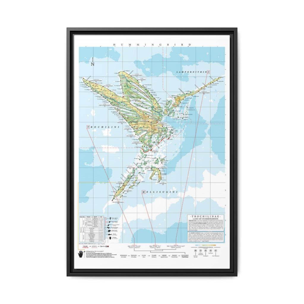 Hummingbird Family Tree Map Poster, Trochilidae Evolution Chart Print, Hummingbird Species Identification Wall Art, Bird Lover Gift