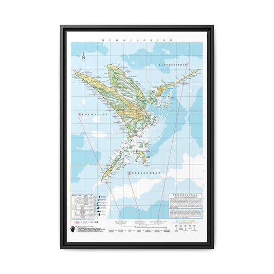 Hummingbird Family Tree Map Poster, Trochilidae Evolution Chart Print, Hummingbird Species Identification Wall Art, Bird Lover Gift