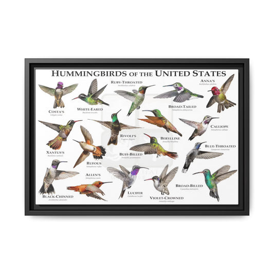 Hummingbirds Of The United States Poster, Hummingbird Species Guide Horizontal Poster