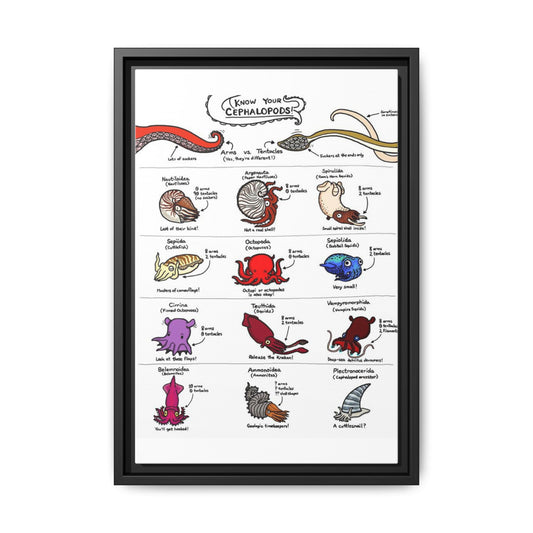 Know Your Cephalopods Poster, Cephalopod Species Guide Vertical Poster