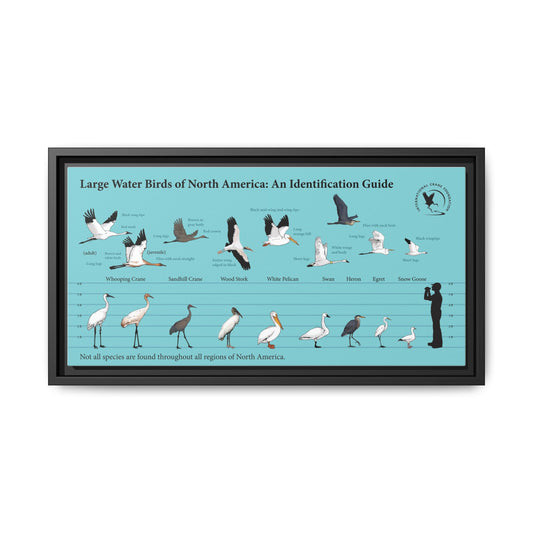 Large Water Birds Of North America Poster, Water Bird Identification Guide Horizontal Poster
