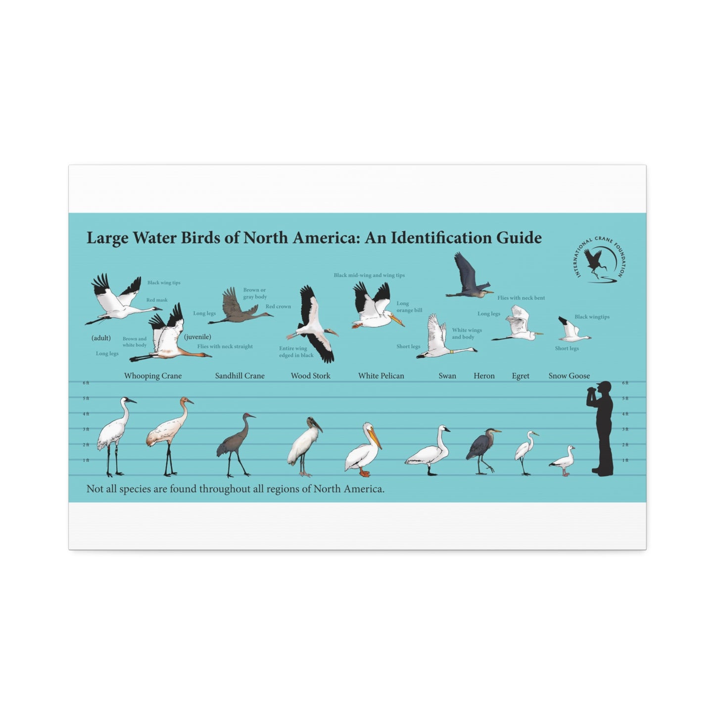 Large Water Birds Of North America Poster, Water Bird Identification Guide Horizontal Poster