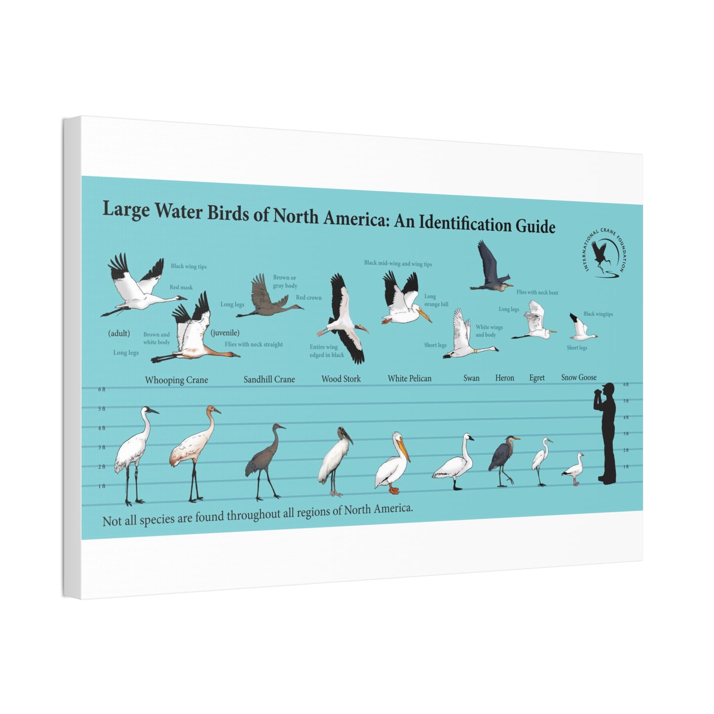 Large Water Birds Of North America Poster, Water Bird Identification Guide Horizontal Poster