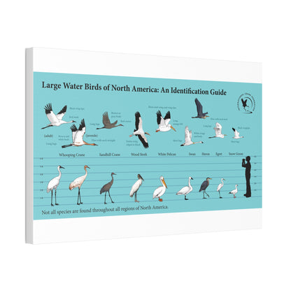 Large Water Birds Of North America Poster, Water Bird Identification Guide Horizontal Poster