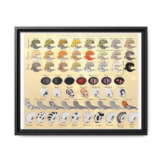 Leopard Gecko Color Morphs Reference Sheet, Leopard Gecko Morphs Guide Horizontal Poster