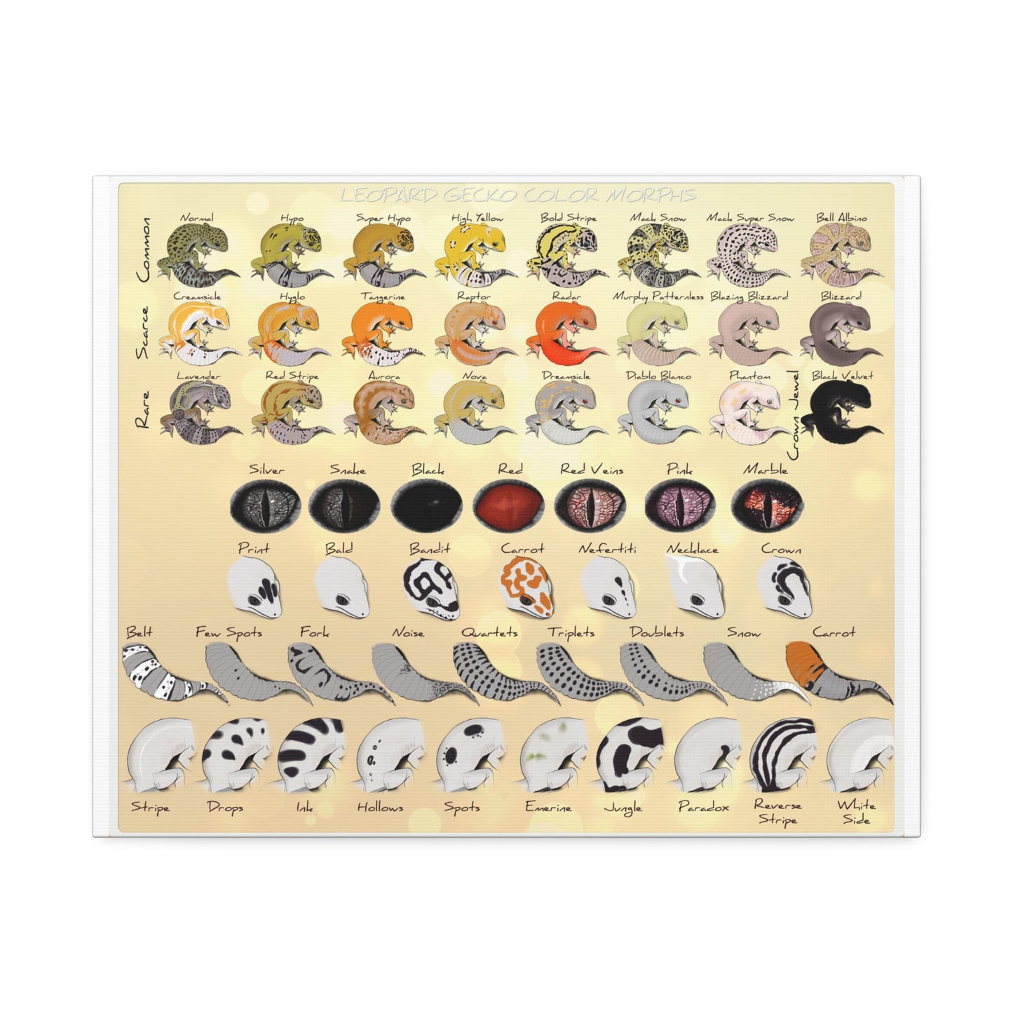 Leopard Gecko Color Morphs Reference Sheet, Leopard Gecko Morphs Guide Horizontal Poster