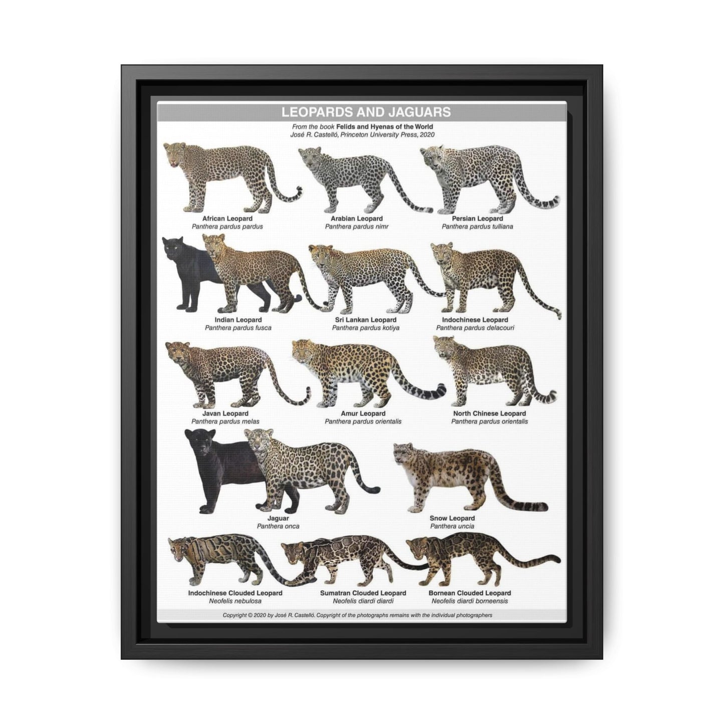 Leopards And Jaguars Guide Poster, Leopard Species Identification Horizontal Poster
